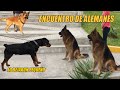 Pastor alemán y Rottweiler - encuentro de perros alemanes - MASCADOR - encounter of powerful dogs