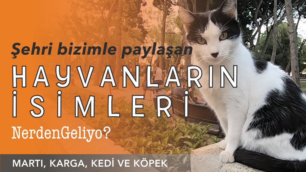 Sehri Paylastigimiz Hayvanlarin Isimleri Kedi Kopek Karga Ve Marti Kelimelerinin Etimolojisi Youtube
