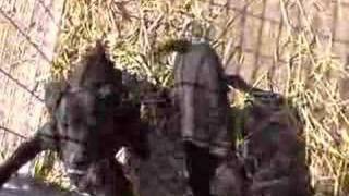 Apache Milo Cornfeds Shotty Pups