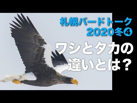 札幌バードトーク2020冬❹ワシとタカの違いとは？