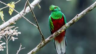 Quetzal |The Quetzal is a medium sized bird that is found inhabiting the moist, tropical rainforests