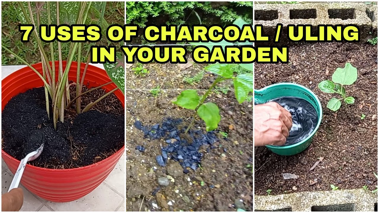 7 Epektibong Paggamit ng ULING / Charcoal sa iyong Garden, 7 ways to use charcoal in your garden