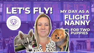 FLIGHT NANNY | Three days, two pups, lots of travel adventures. by PurplePup LLC 447 views 1 year ago 11 minutes, 43 seconds