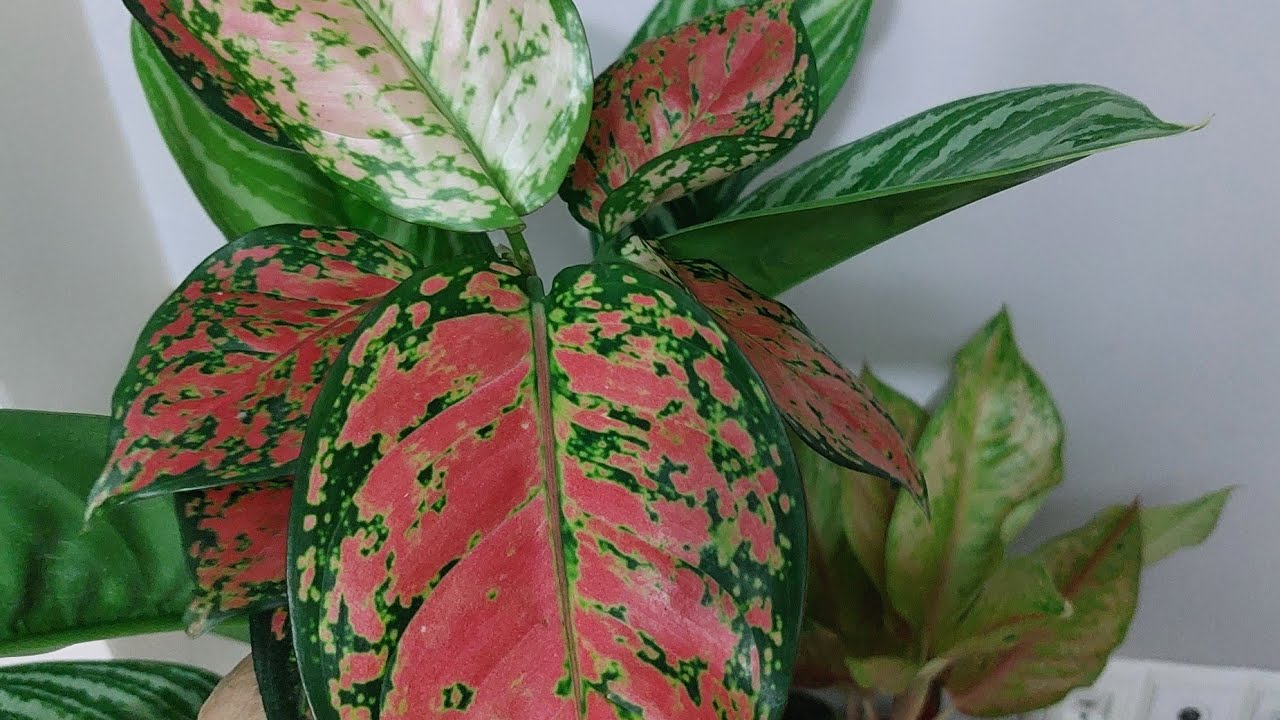 Sayilida aglenoma geldi arkadaşlar kacirmayin 🥰❤️