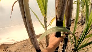Raising Cane | Can We Save the South American Sugarcane from Winter?