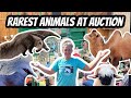 Behindthescenes at the exotic animal auction mustsee