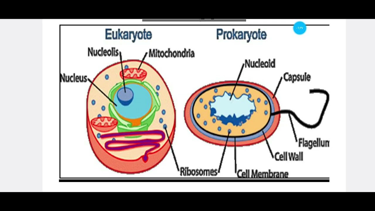 🔬 مقدمة في علم الحيوان | الجزء الأول | Introduction to Zoology –cytology 1 🧬