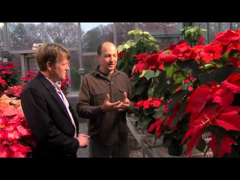 History of the Poinsettia