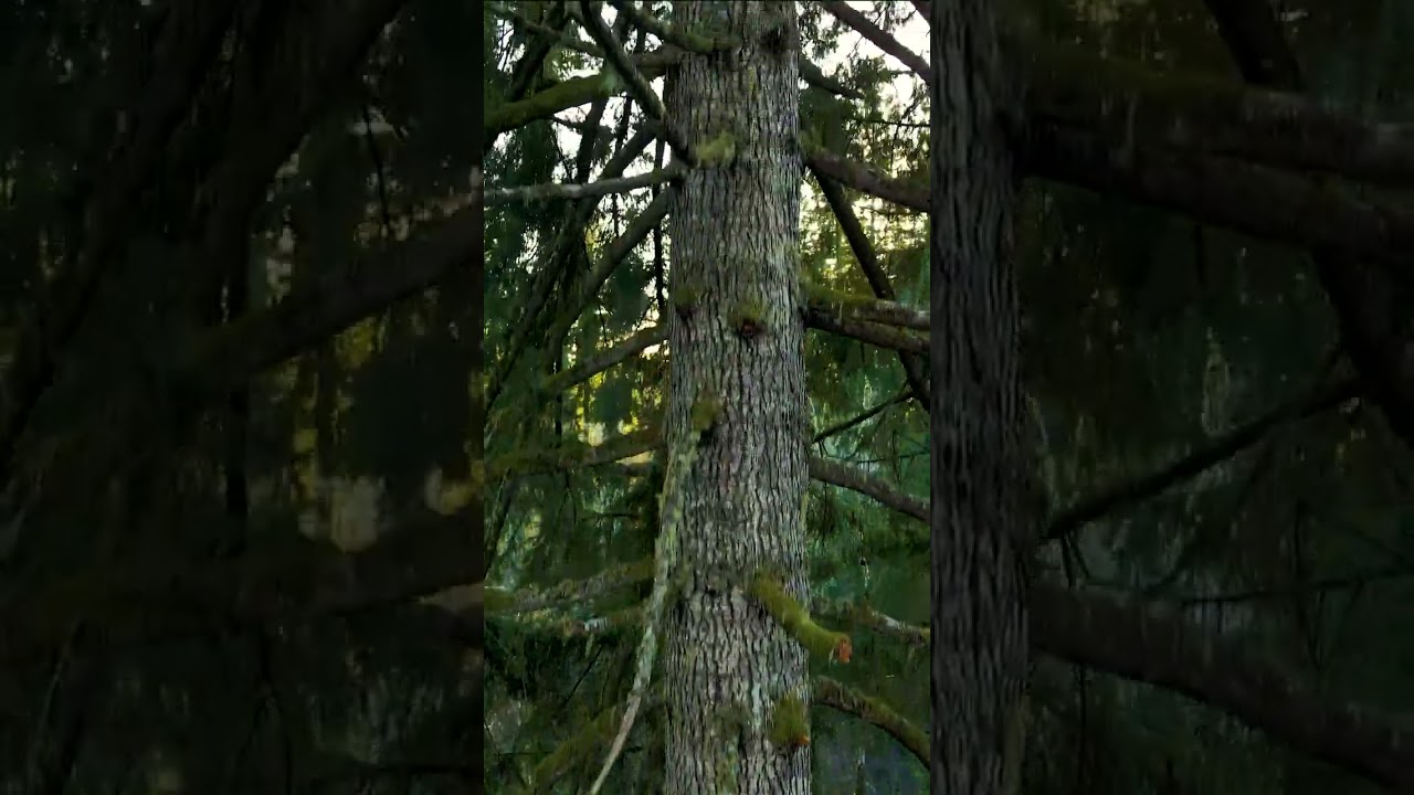 Hugging A Colossal Old Growth Douglas Fir Tree. Wait Until The End! 