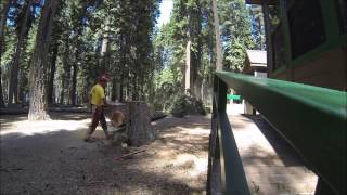 Hazard tree falling