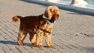 Caring for Your Cocker Spaniel s Dental Health The Importance of Brushing and Regular Checkups