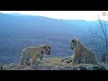 Сразу четыре тигренка попали на видео в нацпарке «Земля леопарда»