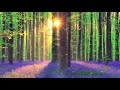 Capture de la vidéo Perfect Concert • Relaxing Music By Peder B. Helland
