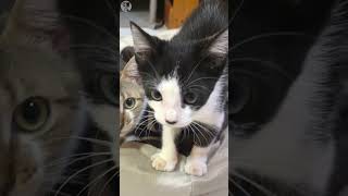 Gone in a Whisker:  Rescued Kitten's Sudden Move & Older Cat's Lament #shorts