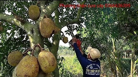 Cưa cây mít siêu trái . kỹ thuật cao