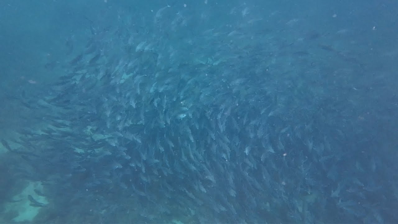Nahulugan Namin ng Lambat ang Makapal na kawan ng Talakitok Kagulo ang Mga Mangi-ngisda, #viralvideo