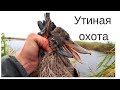 Утиная охота с дратхааром 2018 \ Duck hunting