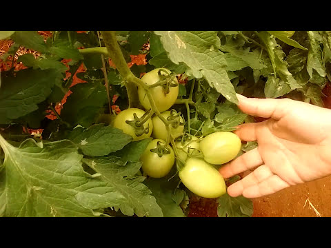 Vídeo: Minha Experiência Com O Cultivo De Tomates Em Uma Estufa