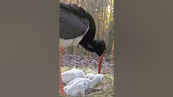 P#926- Review mother birds brings food to feed her babies in the nest, baby birds life #birdslover