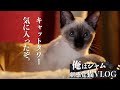 シャム猫とキャットタワー！ニャンモック付きに興奮する猫