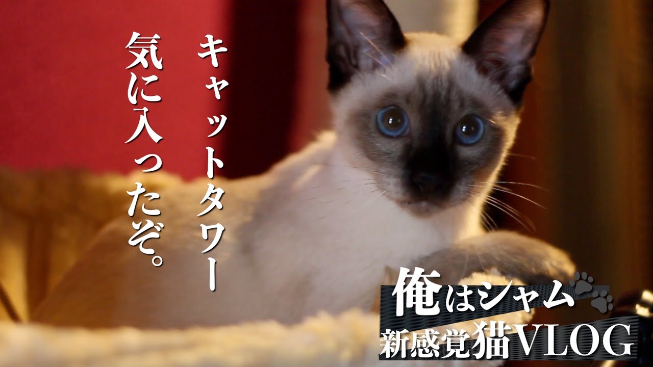 シャム猫とキャットタワー ニャンモック付きに興奮する猫 Youtube