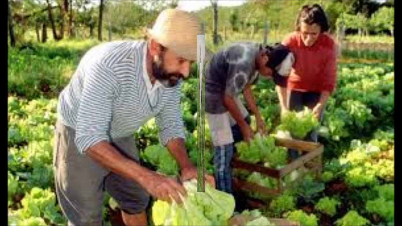 Oficios Que Se Practican En El Campo