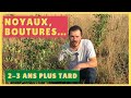 Prsentation darbres fruitiers  partir de noyaux boutures marcottes rejets