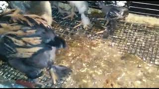 Ringbirds 2021 Den Laced, Buff Laced, Silver Laced, Blue & Molted Giant Heavy Brahmas