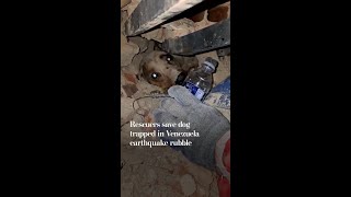 Rescuers save dog trapped in Venezuela earthquake rubble