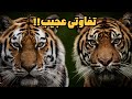 فرق ببرها فرق ببر بنگال و ببر سیبری دقیقا چیست فرق ببرها فرق ببر بنگال و ببر سیبری دقیقا چیست