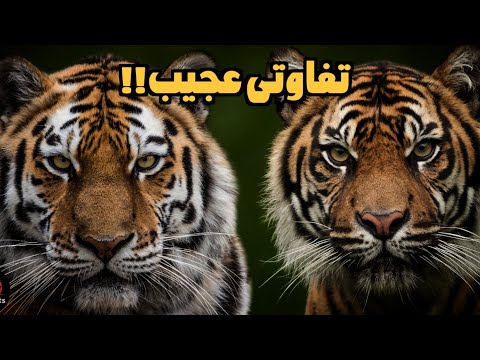 فرق ببرها فرق ببر بنگال و ببر سیبری دقیقا چیست 