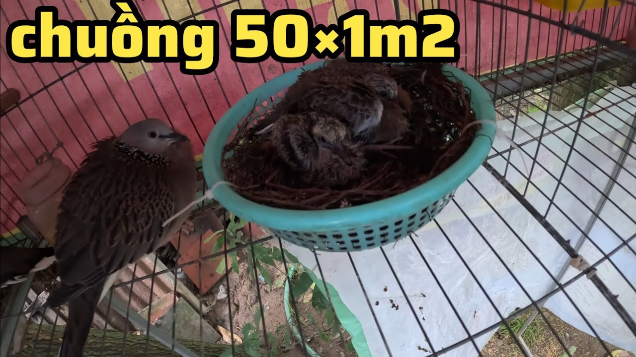 hạn chế tối đa trống đánh mái khi nuôi chim cu malaysia sinh sản | Góc Nhỏ Quê Tôi