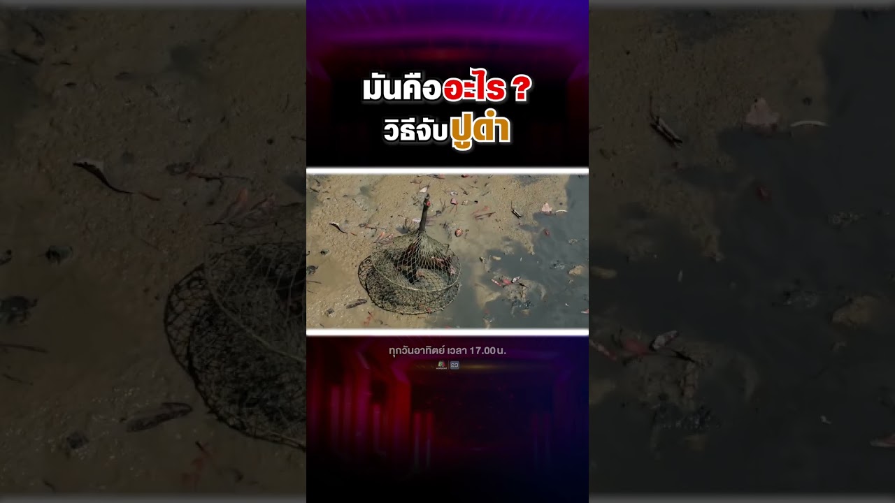 วิธีการจับปูดำแบบวิถีชาวบ้าน ต้องรอนานข้ามวันขนาดนี้เลย บ้านใครจับแบบนี้บ้าง?? #shorts #super100