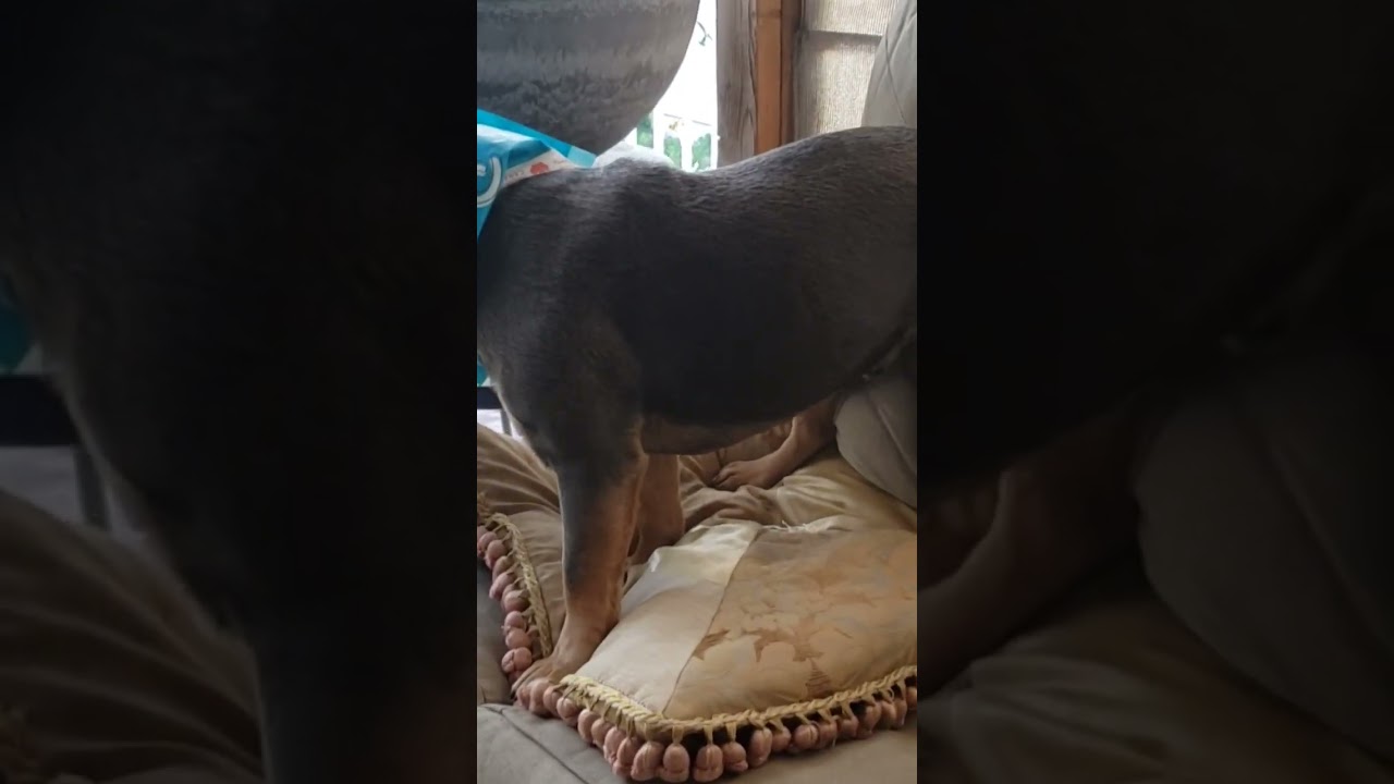 Frenchie loves to self serve his treats 