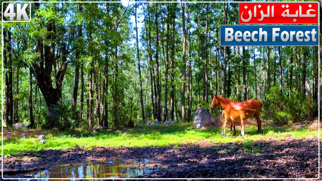 جنة فوق الأرض.. مشاهد رائعة ومناظر خلابة لغابة الزان بمنطقة بني ميمون، بلدية أولاد يحي خدروش، جيجل