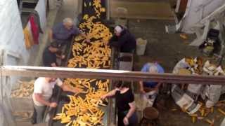 Sorting seed corn, Kerkhoff LLC