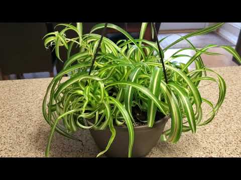 Video: Chlorophytum Crested - գերազանց փակ օդի զտիչ, ինչպես աճեցնել այն բնակարանում