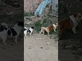 Dogs video 😂🤣 #shorts​ #animals​ #short​