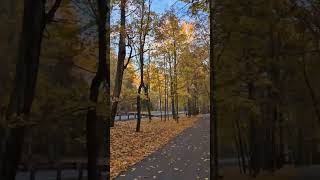 НЕВЕРОЯТНО КРАСИВАЯ ОСЕНЬ | ЛЕНИНГРАДСКАЯ ОБЛАСТЬ | СЕРОВО |