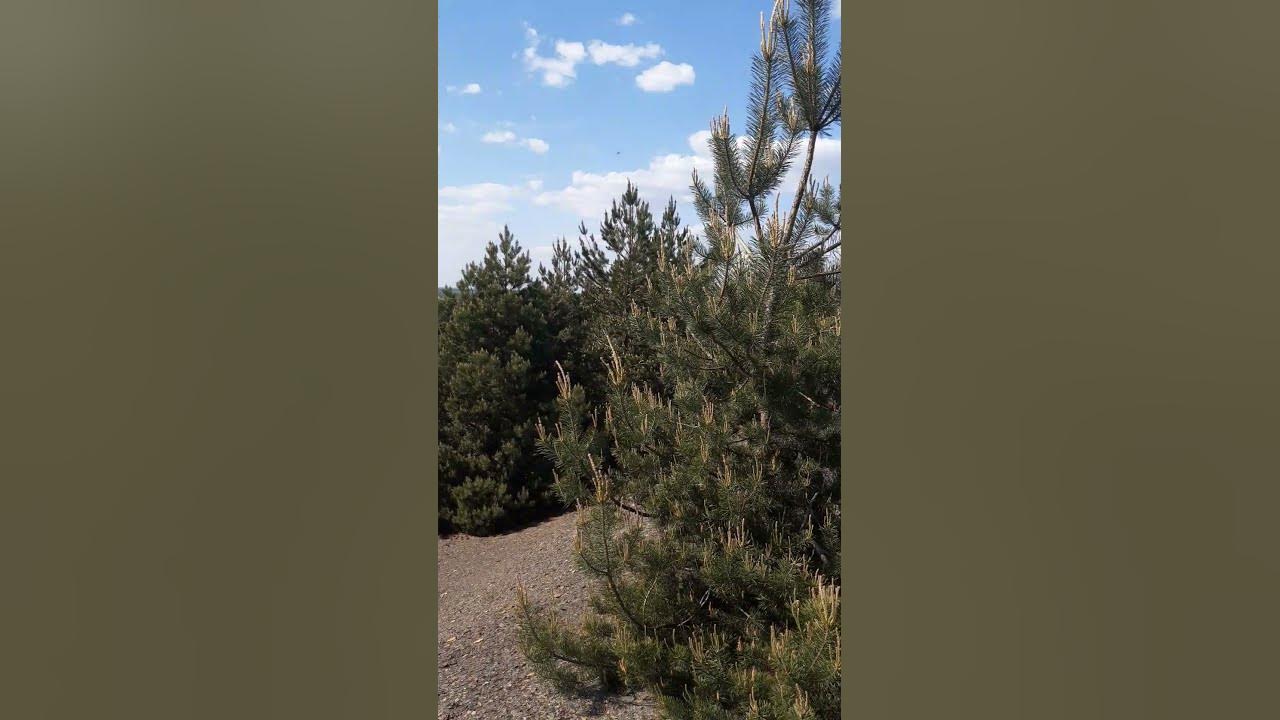 Терекон - YouTube