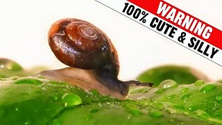Cute & Silly Critters Compilation 