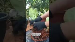 Propagating Philodendron Moonlight #stepbystep #guideforbeginner #homegardening #plantpropagation 