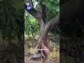 Hawaii hit by tropical storm | 9 News Australia