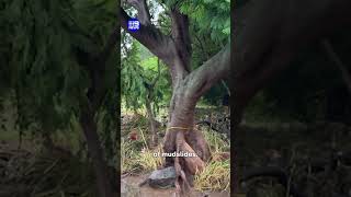 Hawaii hit by tropical storm 9 News Australia
