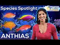 Species spotlight anthias  with hilary marine biologist of waterlogged