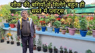 Beautiful plants in cheapest price