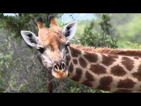 How did the giraffe get its long neck?