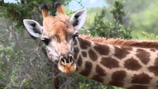 How did the giraffe get its long neck