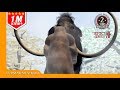 Arctodus simus VS Mammoth : Dinosaurs Battle Special