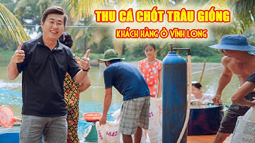 THU CÁ CHỐT TRÂU GIỐNG CỦA KHÁCH HÀNG Ở VĨNH LONG ,QUY TRÌNH ĐÓNG CÁ TRỰC TIẾP TẠI AO SẼ NHƯ THẾ NÀO